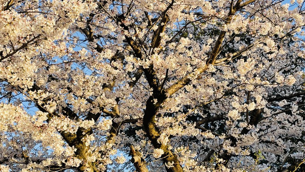 伊予郡砥部町　北欧ログハウス　桜並木を眺めるための窓