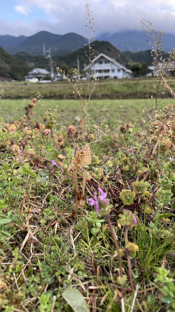 つくし　菜の花　桜　ヒルクライム　皿ヶ嶺ハイキング　東温市上林は高原の里山