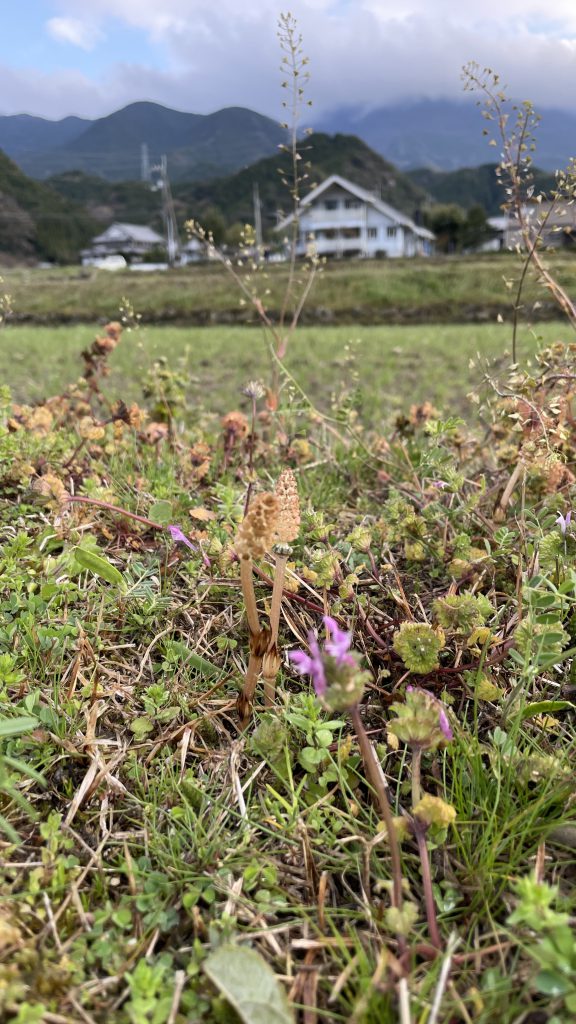 つくし　菜の花　桜　ヒルクライム　皿ヶ嶺ハイキング　東温市上林は高原の里山